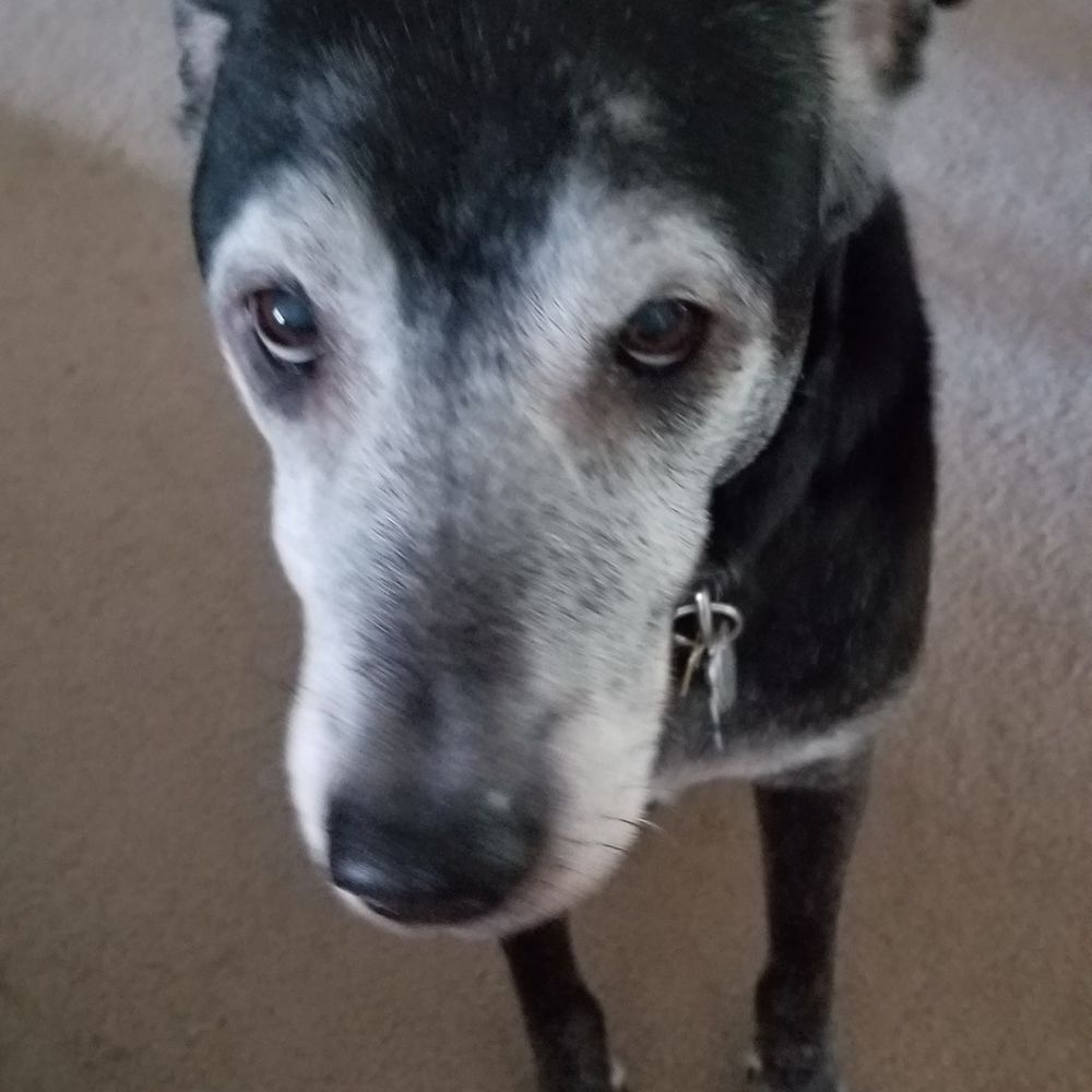 Meet your Posher, Carol